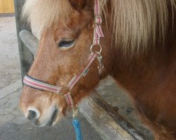 horse Tinc von Blomkulla (Islandpferd, 2001, from Tamin von Schönhorst)