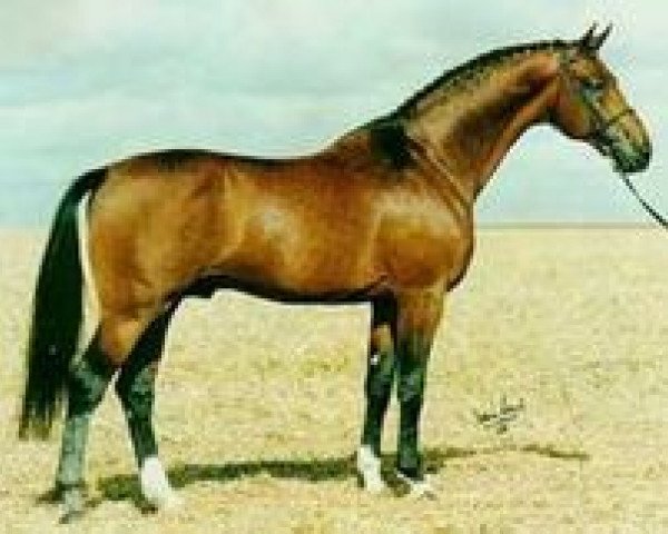 stallion Swift (Oldenburg, 1986, from Zeus)
