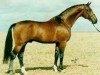 stallion Swift (Oldenburg, 1986, from Zeus)