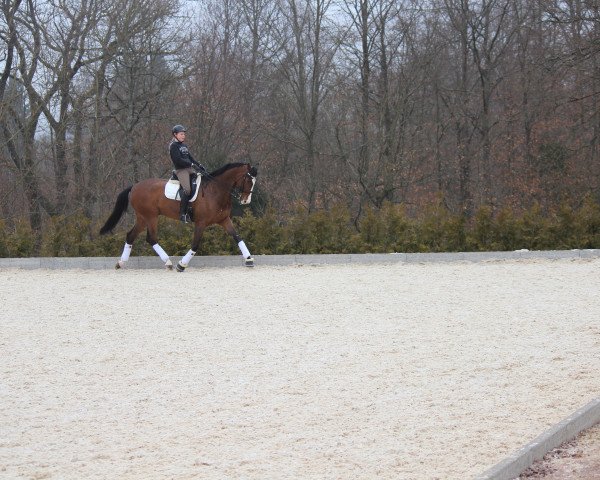 dressage horse Loredo (Hanoverian, 2002, from Le Primeur)