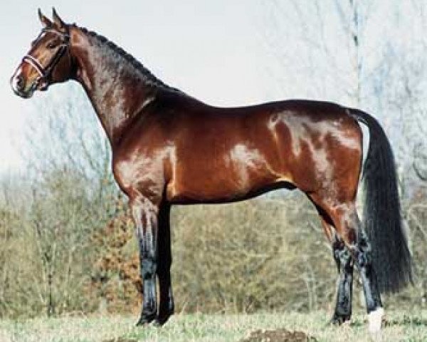 stallion Saigon 1034 (Swedish Warmblood, 1998, from Sack)