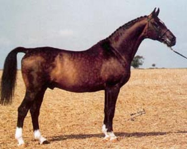 stallion Lambert (Swedish Warmblood, 1975, from Emir)