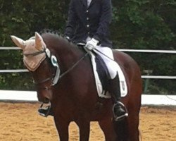 dressage horse Zitnas Picobello (German Riding Pony, 2004, from Poker Boy)