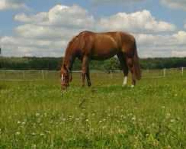 broodmare Alessi 15 (Hanoverian, 2003, from Acorado I)