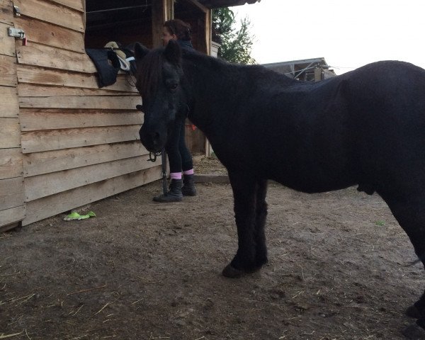 horse Mecki (Shetland Pony, 1977)