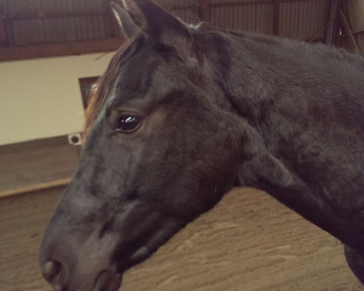 dressage horse Express Solar Eclipse (German Riding Pony, 2013, from Strahlemann)