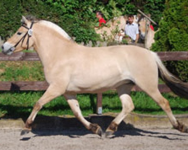 horse Gissla (Fjord Horse, 2006, from Dylan)