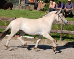 broodmare Lärke (Fjord Horse, 2006, from Valor Halsnaes)