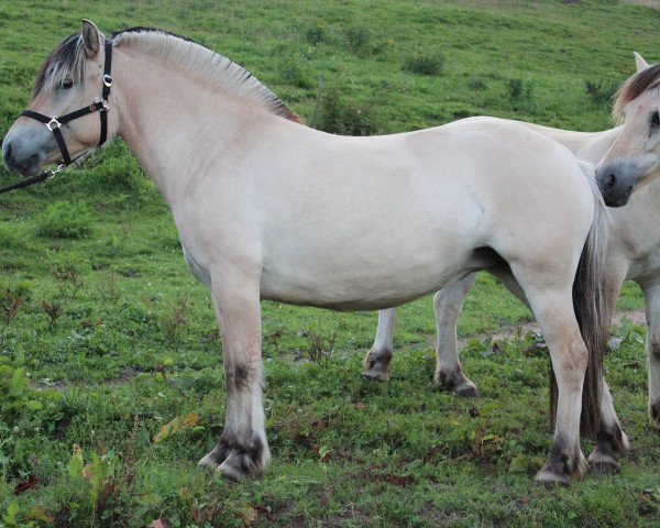 Pferd Lucille (Fjordpferd, 2010, von Mr. Tveiten N.2591)