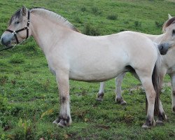 horse Lucille (Fjord Horse, 2010, from Mr. Tveiten N.2591)