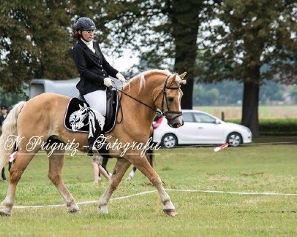 horse Abenteuer (Haflinger, 1999, from Abendstern)