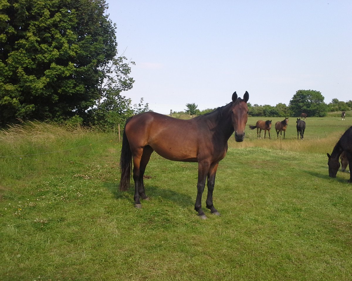broodmare Følholms Sandro Girl (Danish Warmblood, 2007, from Sandro King)