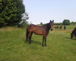 broodmare Følholms Sandro Girl (Danish Warmblood, 2007, from Sandro King)