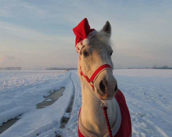 horse Princess (German Riding Pony, 1999)