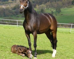 broodmare Gini (Oldenburg, 1989, from Grundstein II)