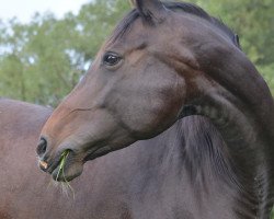 dressage horse Belissimo's Beverly (Hanoverian, 2006, from Belissimo NRW)