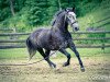 dressage horse Rudolfo (Kladruber, 2007)