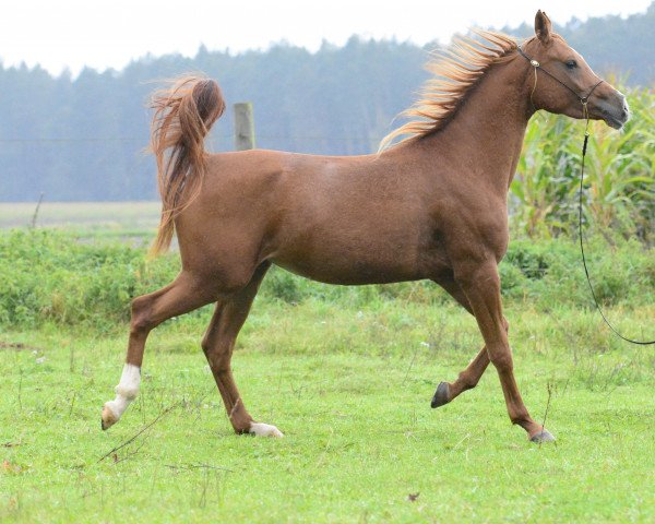 horse MM Marwa ox (Arabian thoroughbred, 2010, from T.M. Lopez ox)