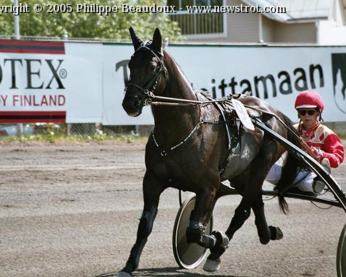 Deckhengst Likable River (Französischer Traber, 1999, von Viking's Way (FR))
