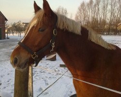 dressage horse Pan Tau 89 (German Riding Pony, 2001, from Playboy)