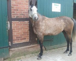 Springpferd Amirah (Arabisches Halbblut / Partbred, 2010, von Al Ashar Ox)