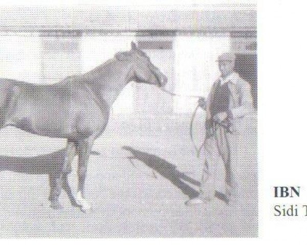 stallion Ibn Sidi Thabet 1941 ox (Arabian thoroughbred, 1941, from Dynamite II 1920 DB)