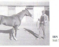 Deckhengst Ibn Sidi Thabet 1941 ox (Vollblutaraber, 1941, von Dynamite II 1920 DB)