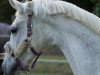 dressage horse Davignon's Davinja 2 (Hanoverian, 1996, from Davignon I)