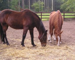 broodmare Rieke (Holsteiner, 1979, from Ronald)