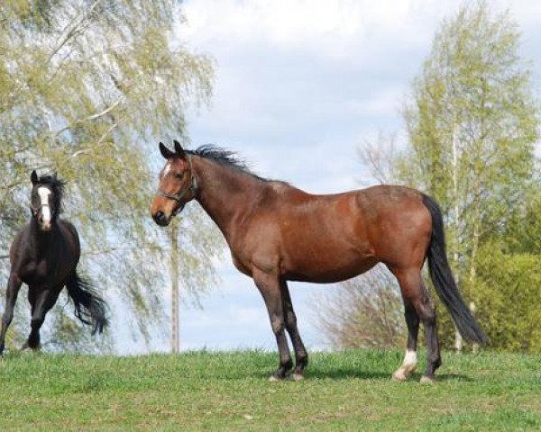 broodmare Illusion III (Holsteiner, 1994, from Lauries Crusador xx)