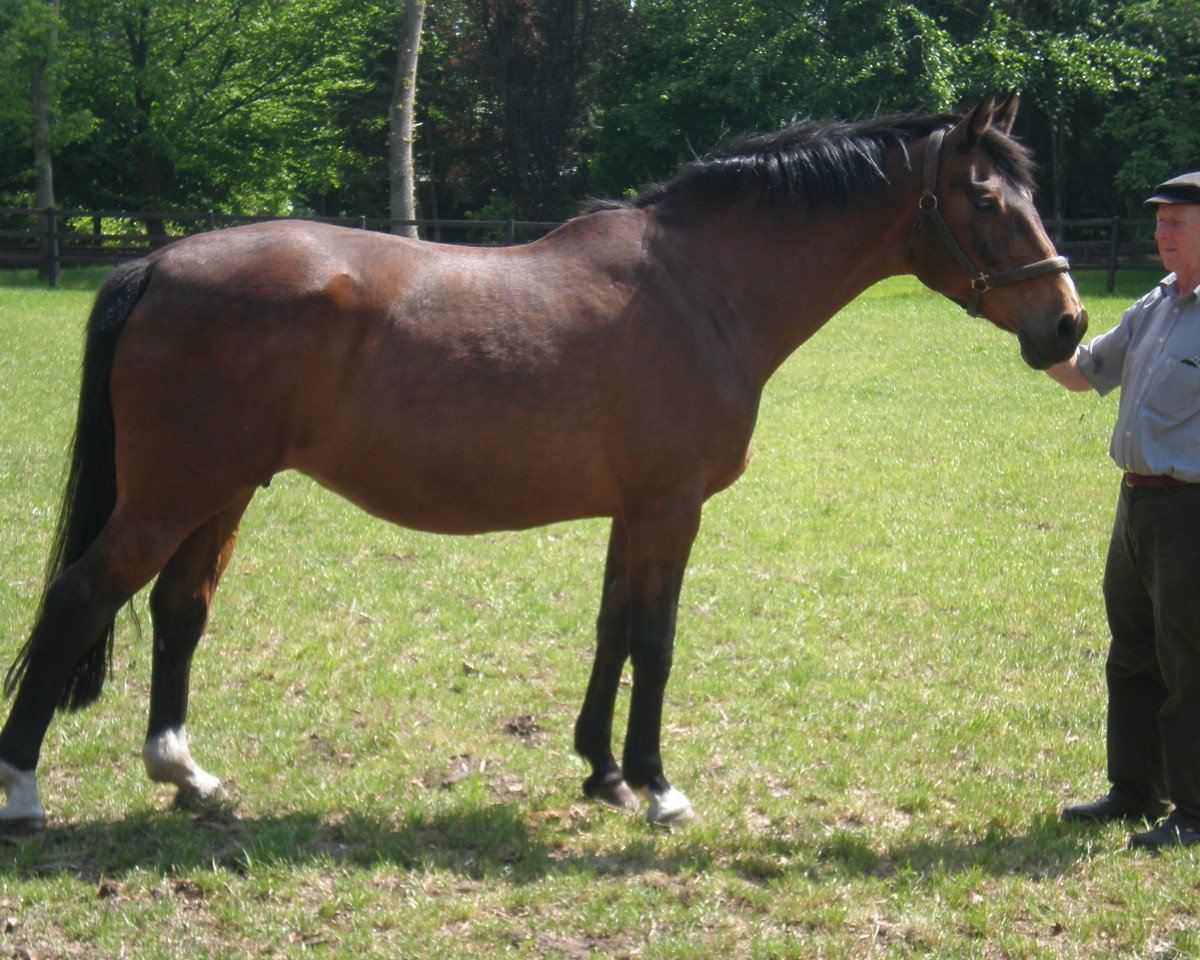 Zuchtstute Frisby I (Holsteiner, 1991, von Lord)