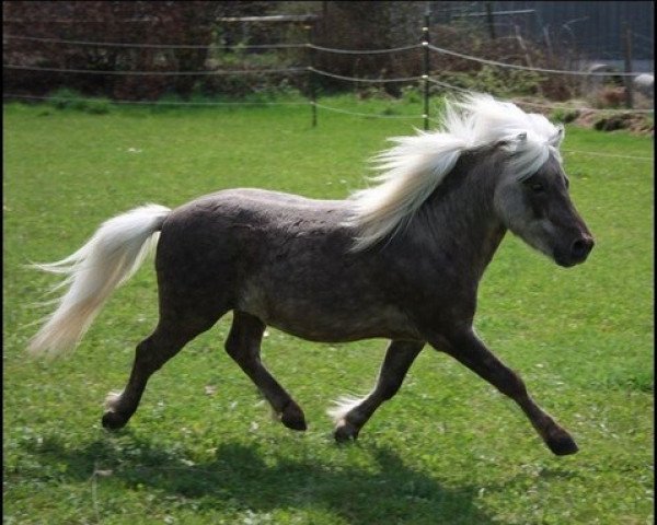 Pferd Rafaello (Dt.Part-bred Shetland Pony, 2009, von Rimini)