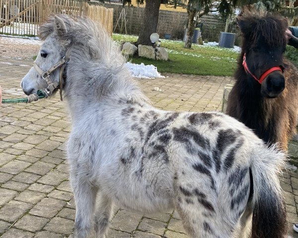 Pferd Kirchweihtals Sternschnuppe (Deutsches Classic Pony, 2021, von Kirchweihtal's Apache)