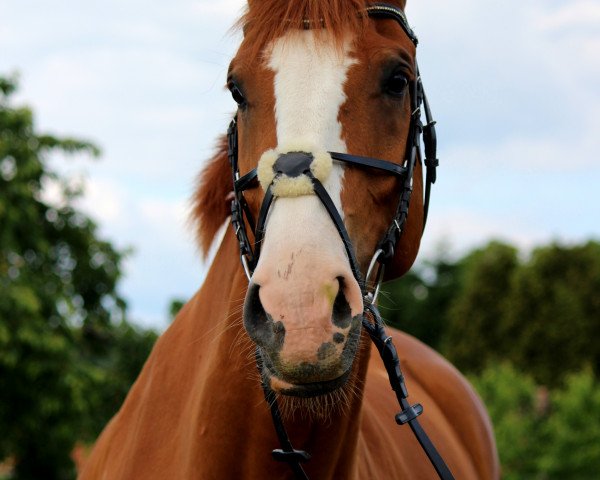 dressage horse Willox 5 (Hanoverian, 2005, from Worldly I)