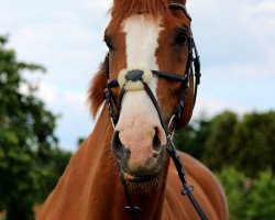 dressage horse Willox 5 (Hanoverian, 2005, from Worldly I)