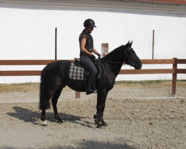 Pferd Furia (Kleines Deutsches Pony, 2003)