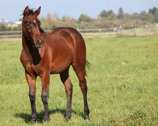 Pferd Joy Of Hot Smoke (Quarter Horse, 2014, von Hot Smokin Chex)