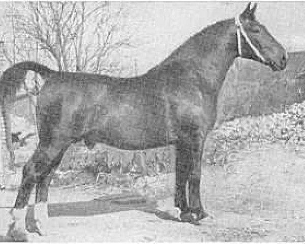 stallion Nimrod (Groningen, 1949, from Imperator)
