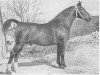 stallion Nimrod (Groningen, 1949, from Imperator)