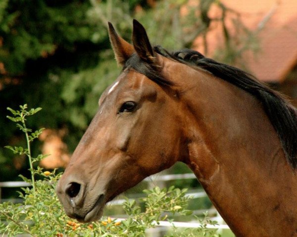 Pferd Lysander (Sachse, 2003)