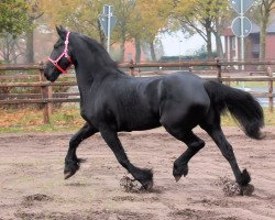 broodmare Rixt s (Friese, 2005)