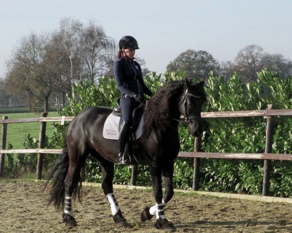 broodmare Gebke van de Vliersteeg (Friese, 2010, from Loadewyk 431)