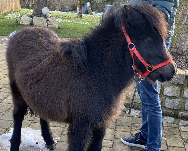 horse Kirchweihtals Schnick-Schnack (Dt.Part-bred Shetland pony, 2021, from Kirchweihtal's Apache)