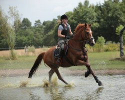 dressage horse Wellington 305 (Hanoverian, 2005, from White Star)