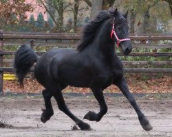 broodmare Jeltsje fan it Skar (Friese, 2011)