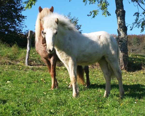 Pferd Lýsa vom Forsthof Nordhelle (Islandpferd, 2014, von Albert von Rutenmühle)