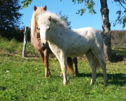 horse Lýsa vom Forsthof Nordhelle (Iceland Horse, 2014, from Albert von Rutenmühle)