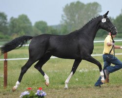 broodmare Dream S (Hanoverian, 2008, from Dancier)