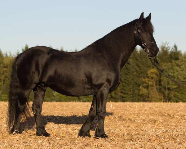 Pferd Oscar (Friese, 2004, von Winand 405)