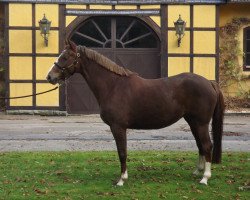 broodmare Fleur (Holsteiner, 2008, from For Pleasure)